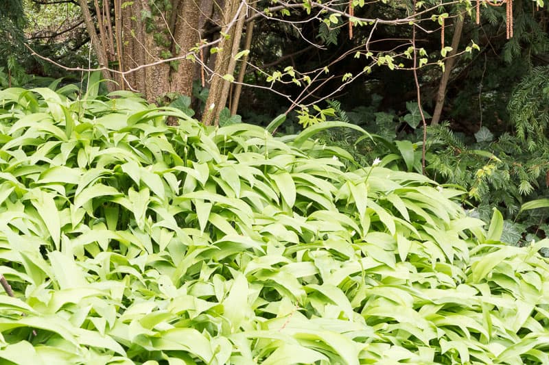 Wild Garlic: Abundant and Versatile