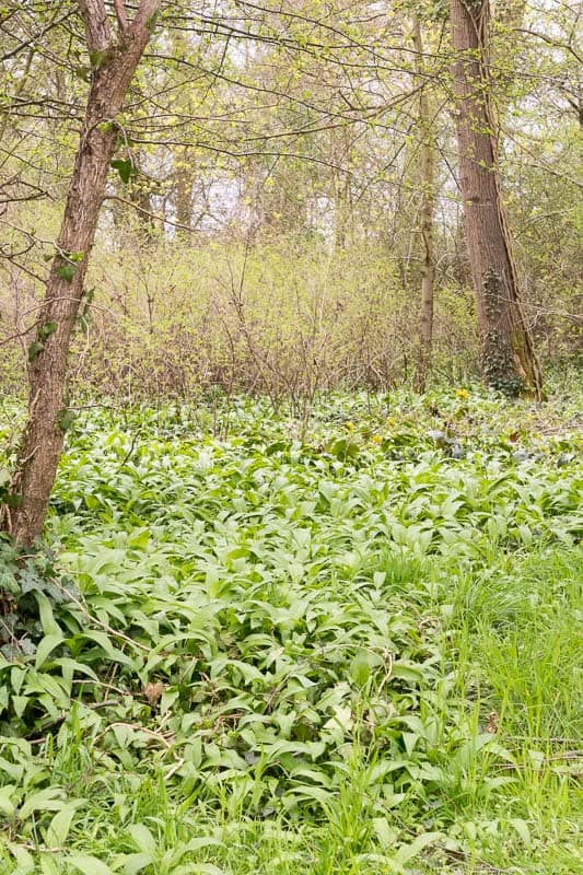 Wild Garlic: Abundant and Versatile