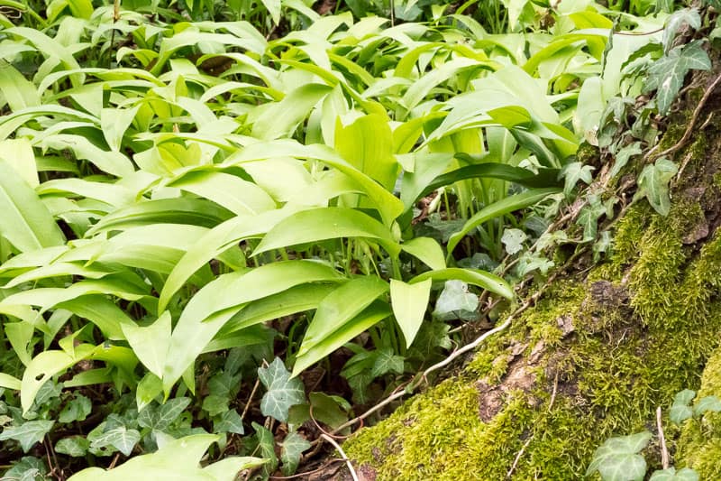 Wild Garlic: Abundant and Versatile