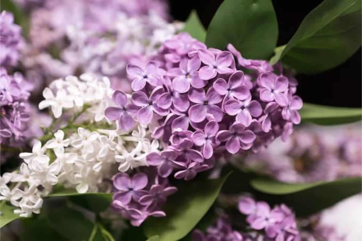 lilac flowers