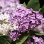 How to Eat Lilacs (and Other Ways to Use Them)