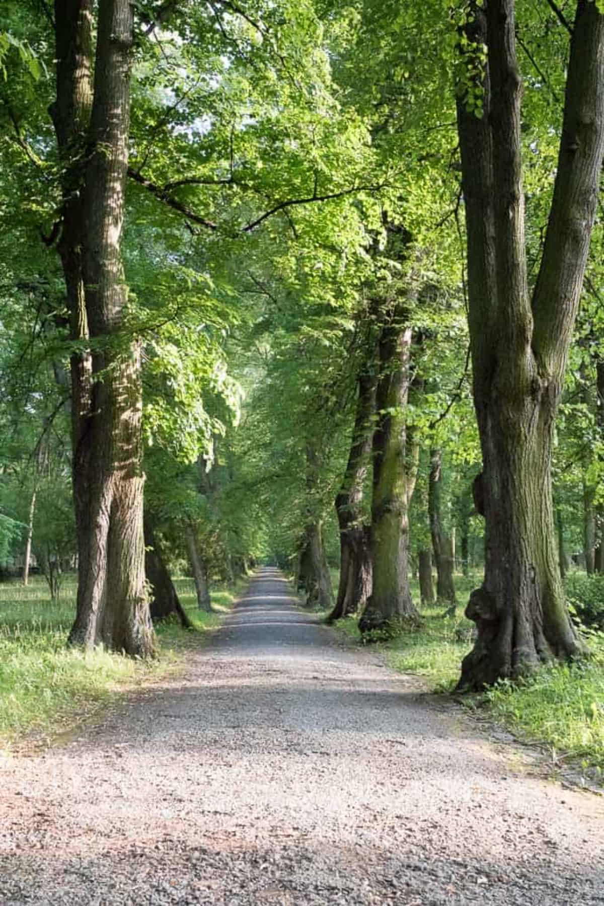 Avenue at the historic cemetery in Weimar Historical cemetery in Weimar