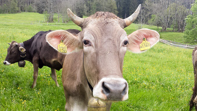 Cows