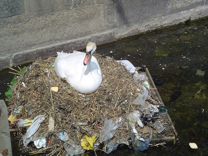 Swan Nesting on Plastic Waste