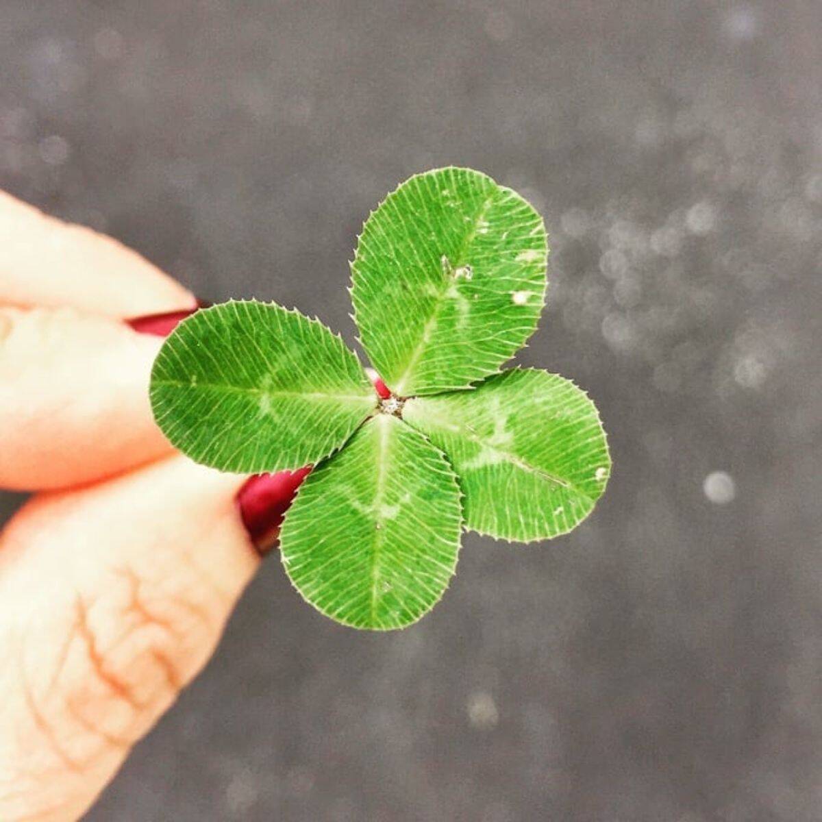 four-leaf clover held in hand, symbol for positive affirmations for the new year