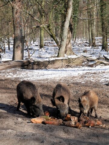 wild boars feeding