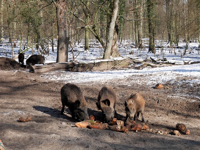 wild boars feeding