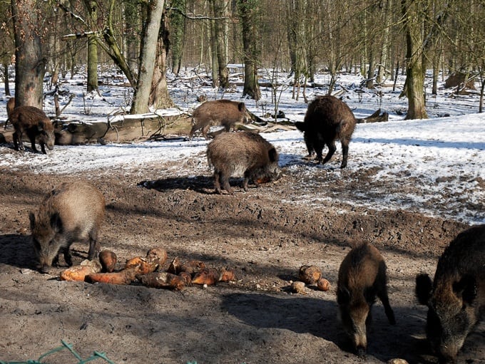 Wild boars feeding