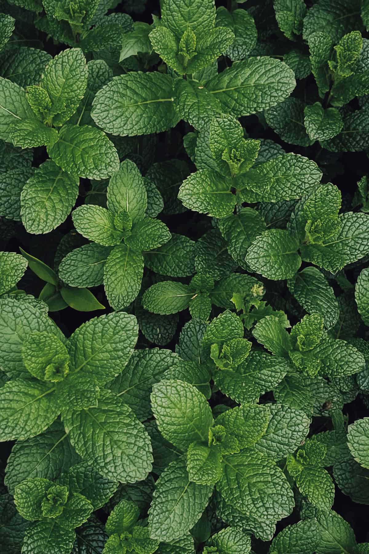 Fresh peppermint: You can use the herb to flavor ginger tea
