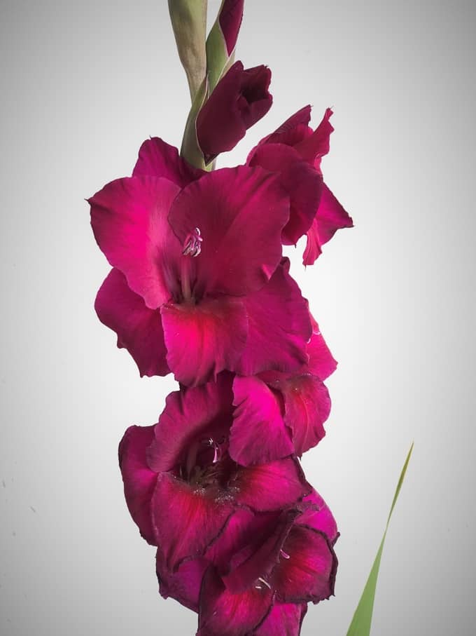 Pink gladiolus flowers