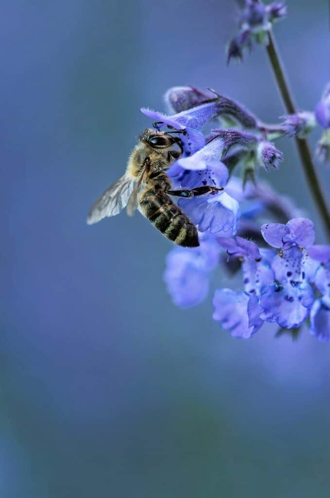 Bee on a highly bee-friendly plant: Catnip (Image courtesy of Lukasz Rawa via Unsplash)