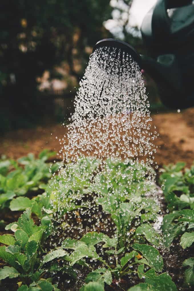 Watering plants (with water you save at home)