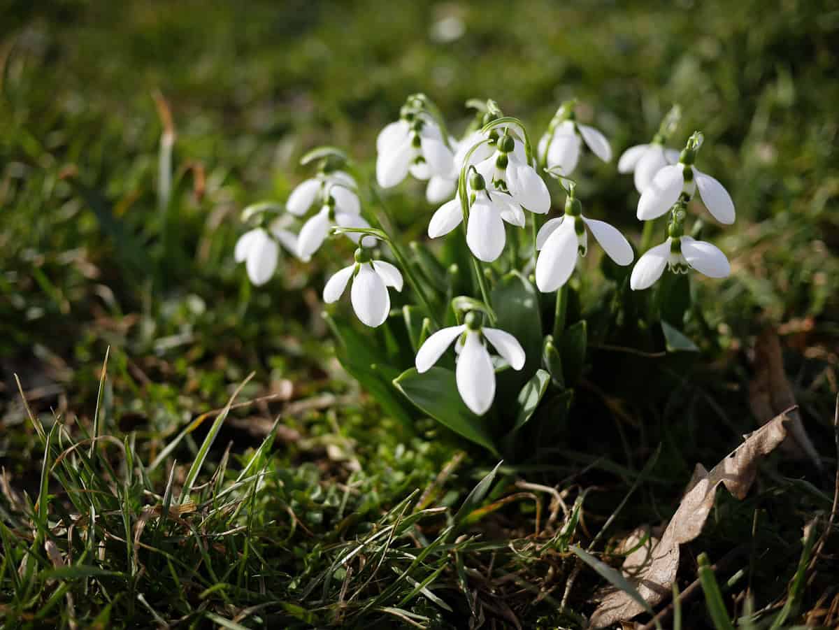 snowdrops in January