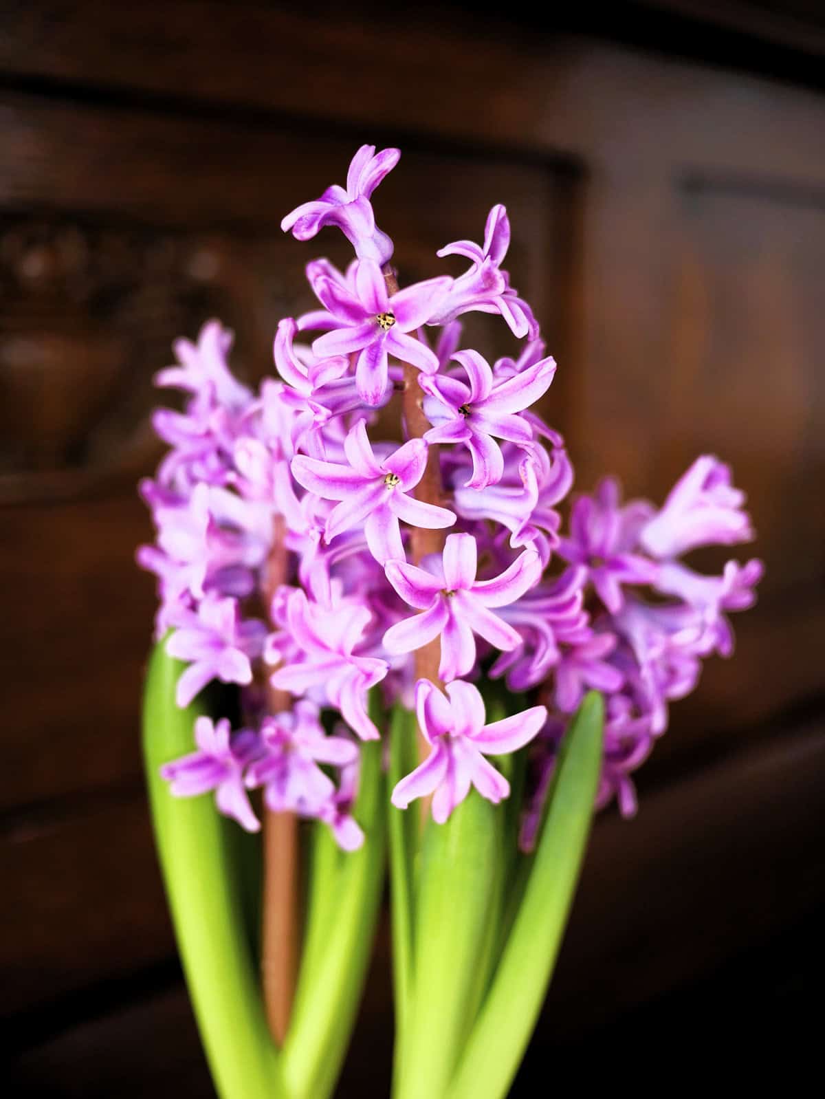 hyacinths