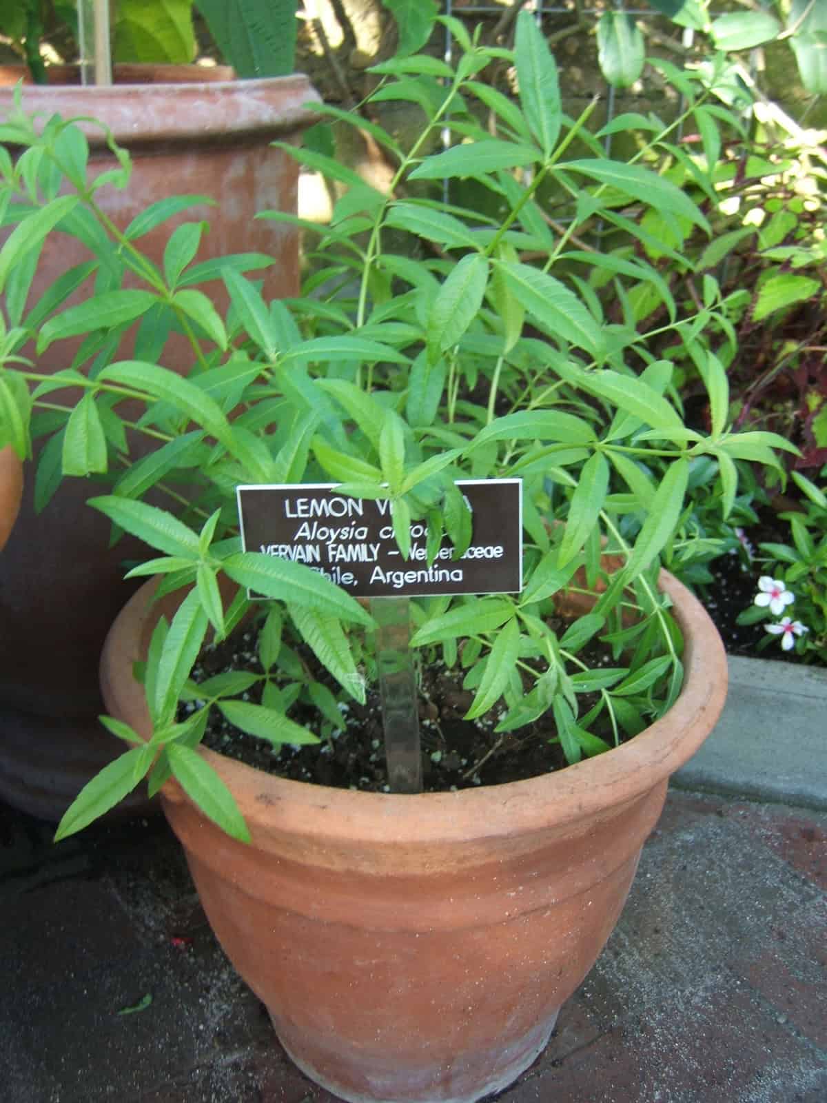 lemon verbena in a pot