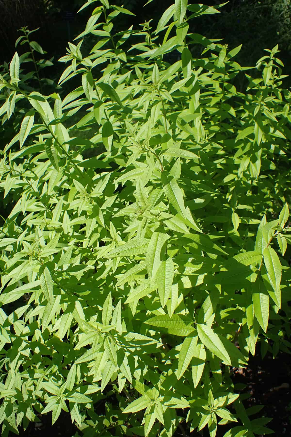 lemon verbena plant