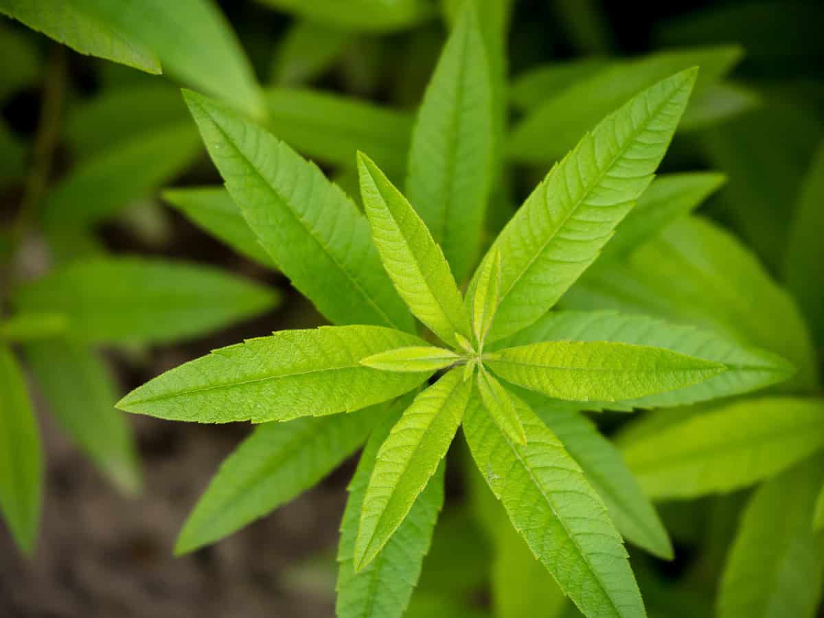 lemon verbena leaves