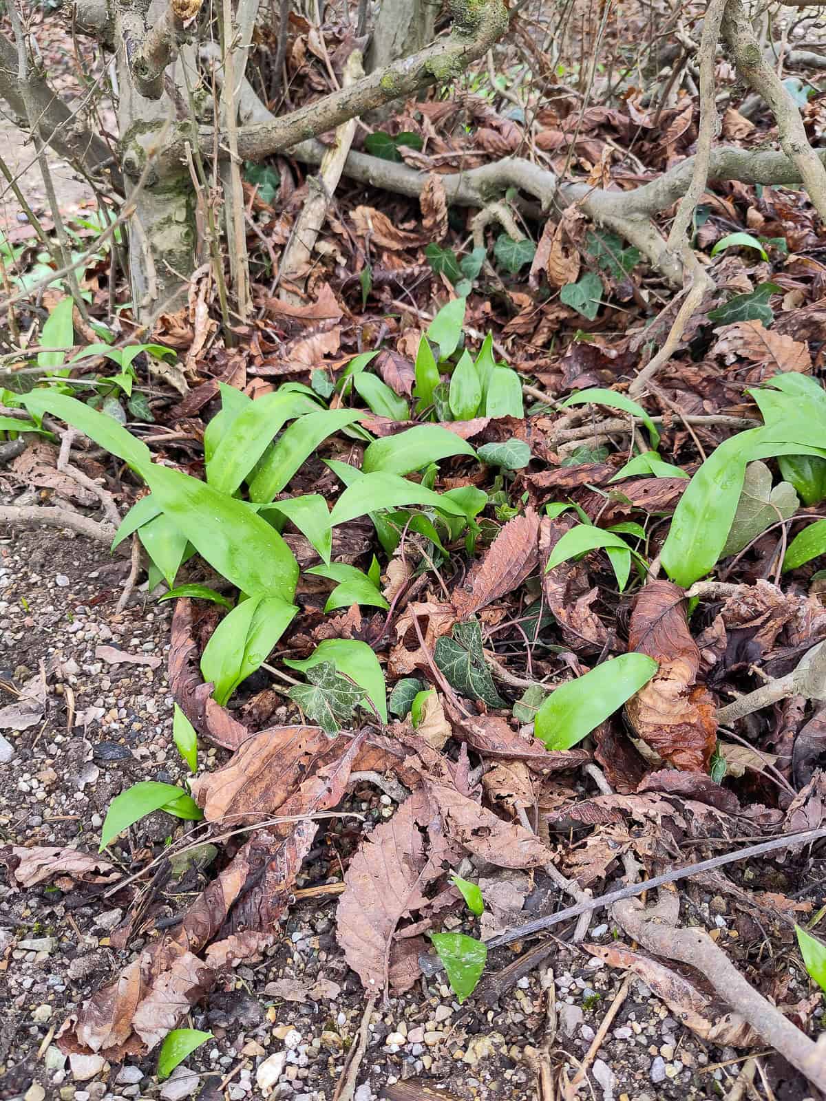 Monhtly ' 25 delights: wild garlic