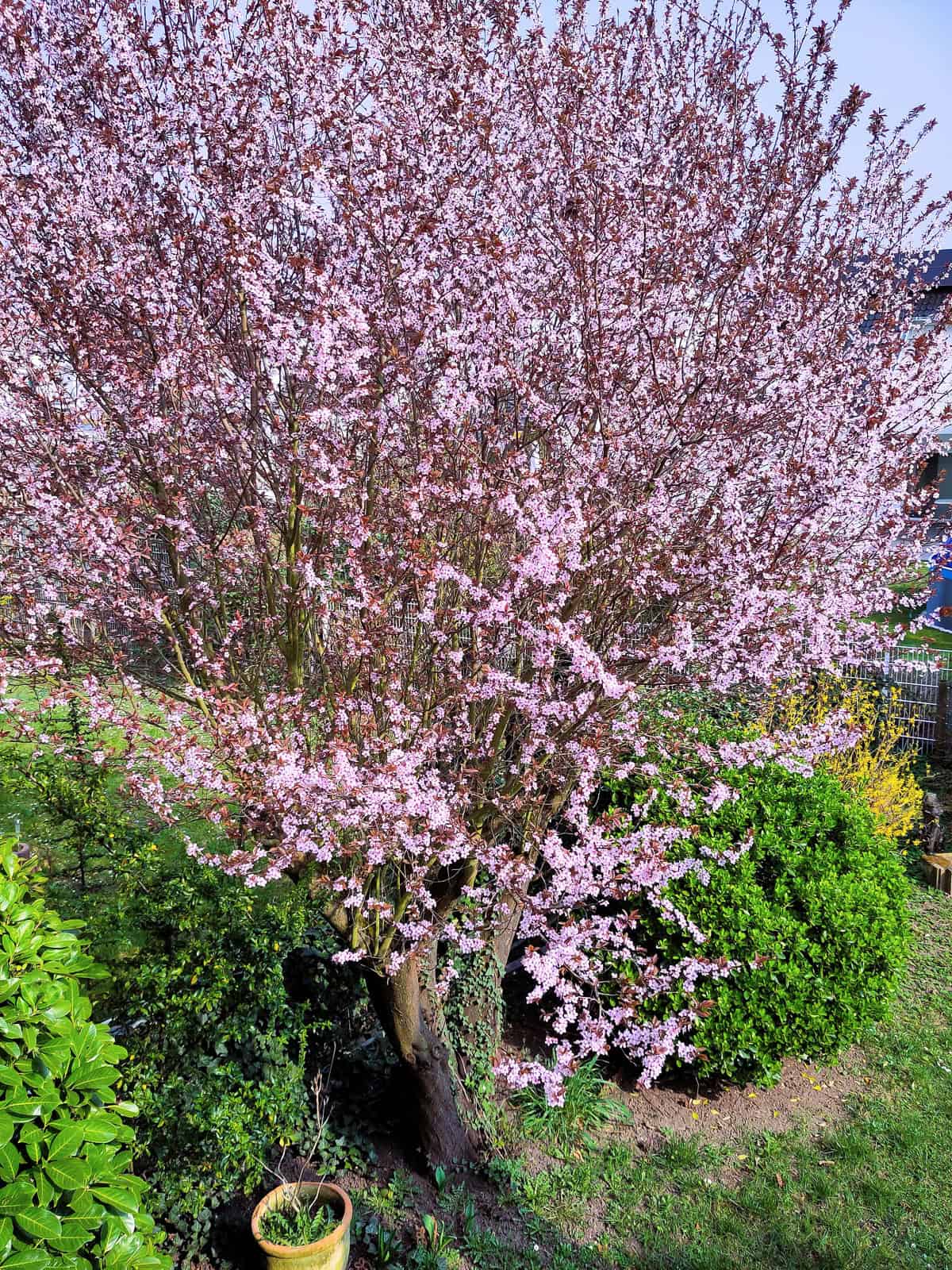 blooming wild cherry trees, one of the march '25 delights