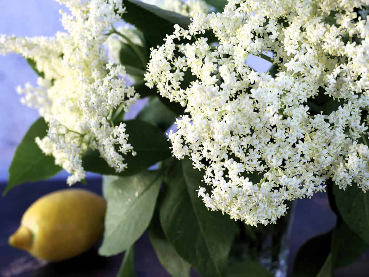 elderflower blossoms