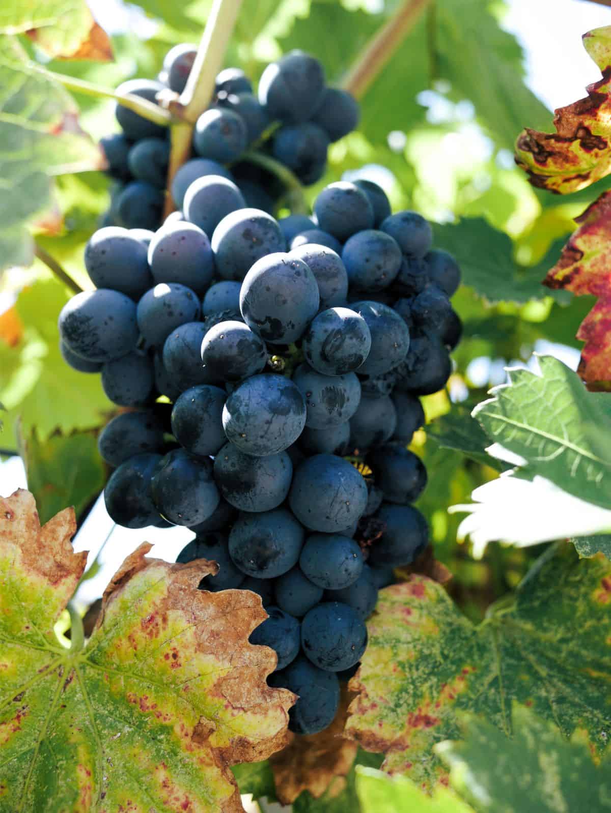 blue grapes: one of many August '25 delights