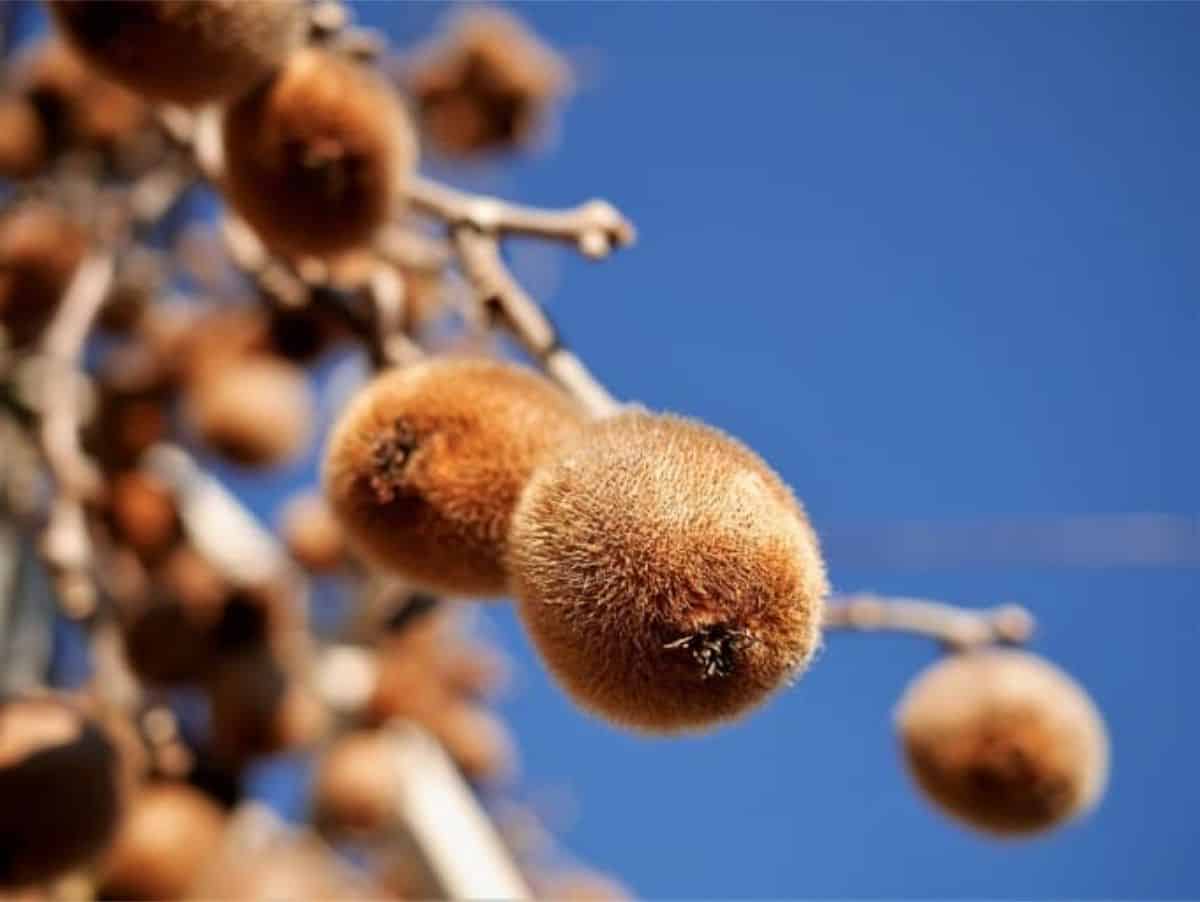 small unripe kiwi fruit hanging on the vine before being picked to ripen indoors