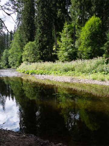 Still river in a forest with sunlight on trees and reflections in the water