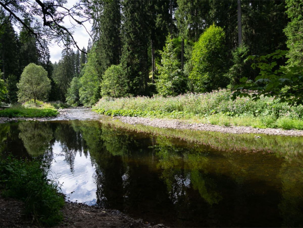 Still river in a forest with sunlight on trees and reflections in the water